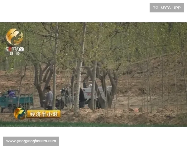 小麦国家队的逆袭之路:从困境中的挣扎到世界舞台的荣耀